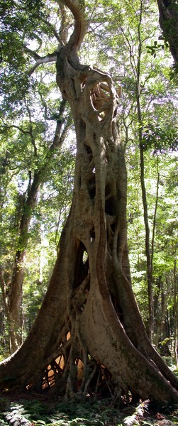 Strangle Fig Tree (panorama)